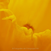 Monatsthema Gelb dominiert - Fotografin Anne Jeuk