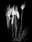 Schwarz-Weiß - Fotograf Helmut Joa