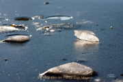 Monatsthema Eis - Fotograf Joachim Clemens