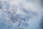 Monatsthema Eis - Fotografin Jutta R. Buchwald