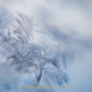 Monatsthema Eis - Fotografin Jutta R. Buchwald