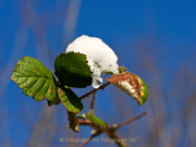 Monatsthema Eis - Fotograf Henry Mann