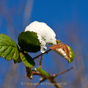 Monatsthema Eis - Fotograf Henry Mann