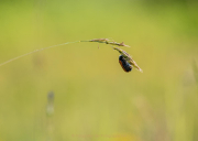 Monatsthema Gräser / Ähren - Fotografin Izabela Reich