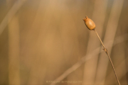 Monatsthema Gräser / Ähren - Fotografin Izabela Reich