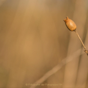 Monatsthema Gräser / Ähren - Fotografin Izabela Reich
