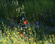 Monatsthema Gräser / Ähren - Fotograf Albert Wenz