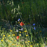 Monatsthema Gräser / Ähren - Fotograf Albert Wenz