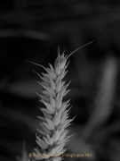 Monatsthema Gräser / Ähren - Fotografin Anne Jeuk