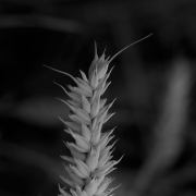 Monatsthema Gräser / Ähren - Fotografin Anne Jeuk