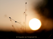 Monatsthema Gräser / Ähren - Fotografin Anne Jeuk