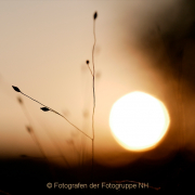 Monatsthema Gräser / Ähren - Fotografin Anne Jeuk