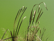 Monatsthema Gräser / Ähren - Fotografin Anne Jeuk