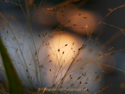 Monatsthema Gräser / Ähren - Fotografin Anne Jeuk