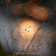 Monatsthema Gräser / Ähren - Fotografin Anne Jeuk