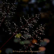 Monatsthema Gräser / Ähren - Fotografin Anne Jeuk
