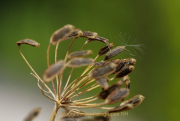 Monatsthema Gräser / Ähren - Fotografin Anne Jeuk