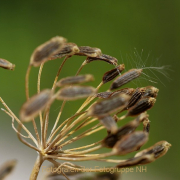 Monatsthema Gräser / Ähren - Fotografin Anne Jeuk