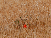 Monatsthema Gräser / Ähren - Fotografin Anne Jeuk