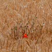 Monatsthema Gräser / Ähren - Fotografin Anne Jeuk