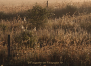 Monatsthema Gräser / Ähren - Fotograf Helmut Joa