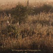 Monatsthema Gräser / Ähren - Fotograf Helmut Joa
