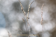 Monatsthema Gräser / Ähren - Fotograf Joachim Clemens