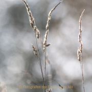 Monatsthema Gräser / Ähren - Fotograf Joachim Clemens