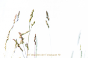 Monatsthema Gräser / Ähren - Fotografin Jutta R. Buchwald