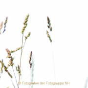 Monatsthema Gräser / Ähren - Fotografin Jutta R. Buchwald