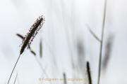 Monatsthema Gräser / Ähren - Fotografin Jutta R. Buchwald