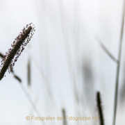 Monatsthema Gräser / Ähren - Fotografin Jutta R. Buchwald