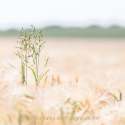 Monatsthema Gräser / Ähren - Fotografin Jutta R. Buchwald