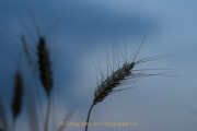 Monatsthema Gräser / Ähren - Fotografin Jutta R. Buchwald
