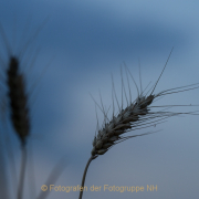 Monatsthema Gräser / Ähren - Fotografin Jutta R. Buchwald