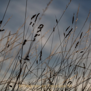 Monatsthema Gräser / Ähren - Fotografin Jutta R. Buchwald
