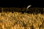 Monatsthema Gräser / Ähren - Fotografin Jutta R. Buchwald