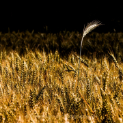 Monatsthema Gräser / Ähren - Fotografin Jutta R. Buchwald