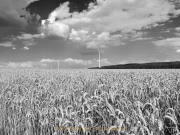 Monatsthema Gräser / Ähren - Fotograf Henry Mann