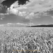 Monatsthema Gräser / Ähren - Fotograf Henry Mann