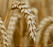 Monatsthema Gräser / Ähren - Fotograf Henry Mann