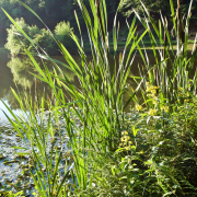 Monatsthema Gräser / Ähren - Fotograf Henry Mann