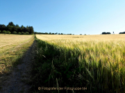 Monatsthema Gräser / Ähren - Fotograf Henry Mann
