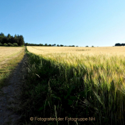 Monatsthema Gräser / Ähren - Fotograf Henry Mann