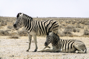 Monatsthema Tiere - Fotografin Jutta R. Buchwald