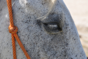 Monatsthema Tiere - Fotograf Albert Wenz