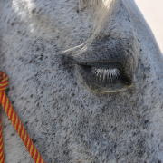 Monatsthema Tiere - Fotograf Albert Wenz