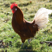 Monatsthema Tiere - Fotograf Christoph Fuhrmann