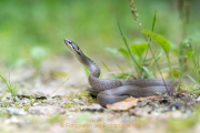 Monatsthema Tiere - Fotografin Izabela Reich