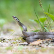 Monatsthema Tiere - Fotografin Izabela Reich